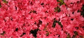 Enlarge photo 285