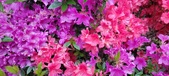 Enlarge photo 284