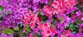 Enlarge photo 283