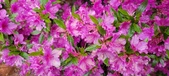 Enlarge photo 282
