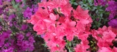 Enlarge photo 281