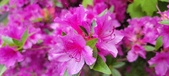 Enlarge photo 280