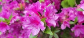 Enlarge photo 279