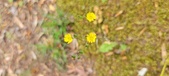 Enlarge photo 271