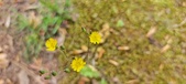 Enlarge photo 270