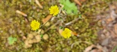 Enlarge photo 265
