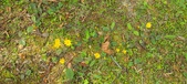 Enlarge photo 231
