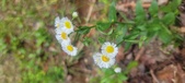 Enlarge photo 262