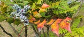 Enlarge photo 261