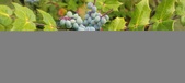 Enlarge photo 259