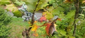 Enlarge photo 258