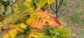 Enlarge photo 255
