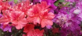 Enlarge photo 253