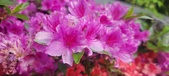 Enlarge photo 254