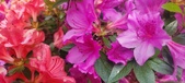 Enlarge photo 252