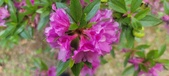 Enlarge photo 251