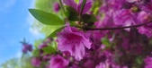 Enlarge photo 250