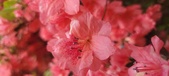 Enlarge photo 248