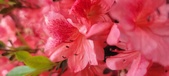 Enlarge photo 247