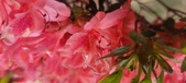 Enlarge photo 246