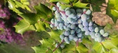 Enlarge photo 245