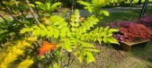 Enlarge photo 243