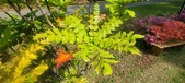 Enlarge photo 260