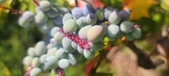 Enlarge photo 241