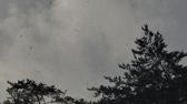 Enlarge MPEG4 12