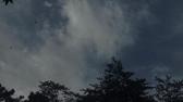 Enlarge MPEG4 13
