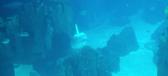 Enlarge MPEG4 294