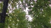 Enlarge MPEG4 2