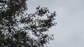 Enlarge MPEG4 3