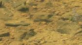 Enlarge MPEG4 18
