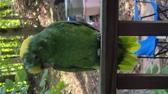 Enlarge MPEG4 25