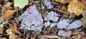 Enlarge photo 230