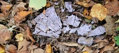 Enlarge photo 231