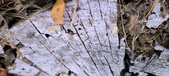 Enlarge photo 232