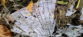 Enlarge photo 233