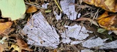 Enlarge photo 237