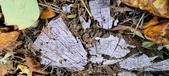 Enlarge photo 236