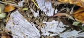 Enlarge photo 235