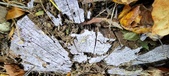 Enlarge photo 234