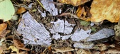 Enlarge photo 238