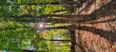 Enlarge photo 239