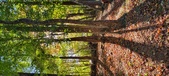 Enlarge photo 240