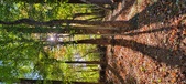 Enlarge photo 241