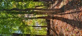 Enlarge photo 242