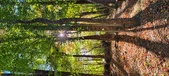 Enlarge photo 246