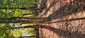 Enlarge photo 245